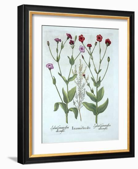 Heather and Two Kinds of Lychnis, from 'Hortus Eystettensis', by Basil Besler (1561-1629), Pub. 161-German School-Framed Giclee Print