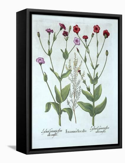 Heather and Two Kinds of Lychnis, from 'Hortus Eystettensis', by Basil Besler (1561-1629), Pub. 161-German School-Framed Premier Image Canvas