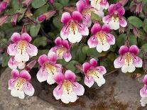 Wild sage flowers turn pink following pollination-Heather Angel-Mounted Photographic Print