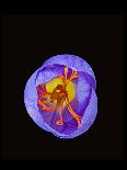 Crocus flower from above, closing in evening-Heather Angel-Mounted Photographic Print