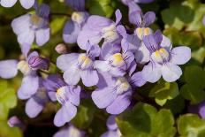 Wild sage flowers turn pink following pollination-Heather Angel-Mounted Photographic Print