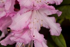 Rhododendron flower, anthers and red stigma visible, UK-Heather Angel-Mounted Photographic Print