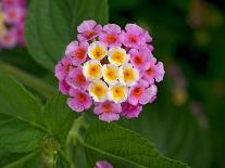 Wild sage flowers turn pink following pollination-Heather Angel-Mounted Photographic Print