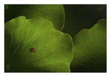 Lepidopterology-Heather Bonadio-Framed Photographic Print