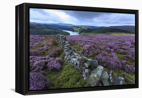 Heather Covered Bamford Moor-Eleanor Scriven-Framed Premier Image Canvas