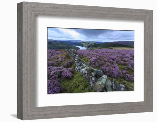 Heather Covered Bamford Moor-Eleanor Scriven-Framed Photographic Print