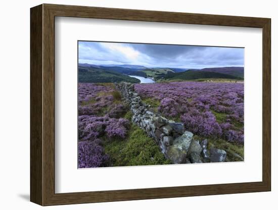 Heather Covered Bamford Moor-Eleanor Scriven-Framed Photographic Print