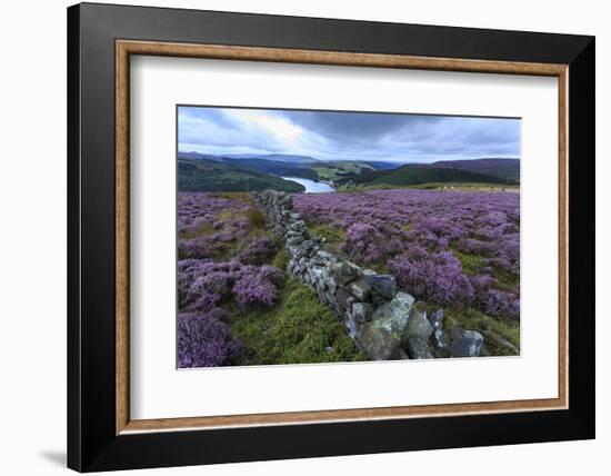 Heather Covered Bamford Moor-Eleanor Scriven-Framed Photographic Print