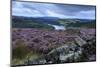 Heather Covered Bamford Moor-Eleanor Scriven-Mounted Photographic Print