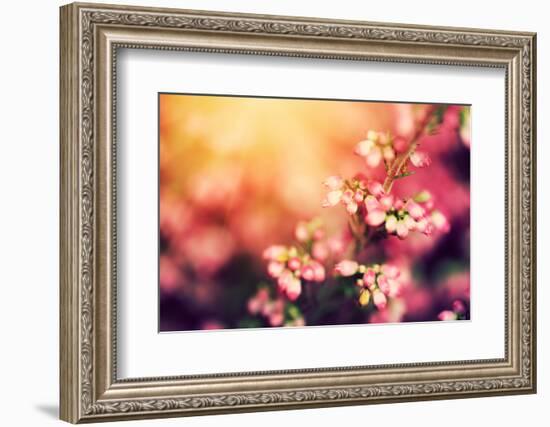 Heather Flowers on a Fall, Autumn Meadow in Shining Settng Sun that Gives Warm Mood. Vintage Retro-Michal Bednarek-Framed Photographic Print