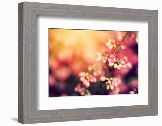 Heather Flowers on a Fall, Autumn Meadow in Shining Settng Sun that Gives Warm Mood. Vintage Retro-Michal Bednarek-Framed Photographic Print