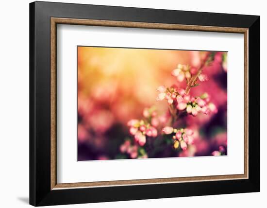 Heather Flowers on a Fall, Autumn Meadow in Shining Settng Sun that Gives Warm Mood. Vintage Retro-Michal Bednarek-Framed Photographic Print