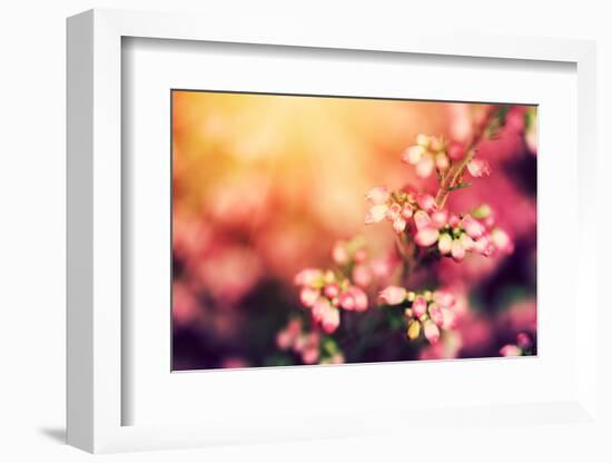 Heather Flowers on a Fall, Autumn Meadow in Shining Settng Sun that Gives Warm Mood. Vintage Retro-Michal Bednarek-Framed Photographic Print