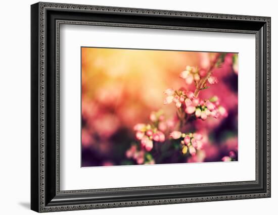 Heather Flowers on a Fall, Autumn Meadow in Shining Settng Sun that Gives Warm Mood. Vintage Retro-Michal Bednarek-Framed Photographic Print