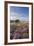 Heather in Flower on Porlock Common, Exmoor National Park, Somerset, England. Summer (August)-Adam Burton-Framed Photographic Print