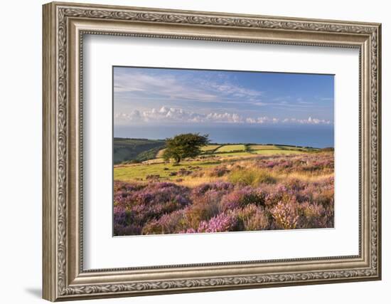 Heather in Flower on Porlock Common, Exmoor National Park, Somerset, England. Summer (August)-Adam Burton-Framed Photographic Print