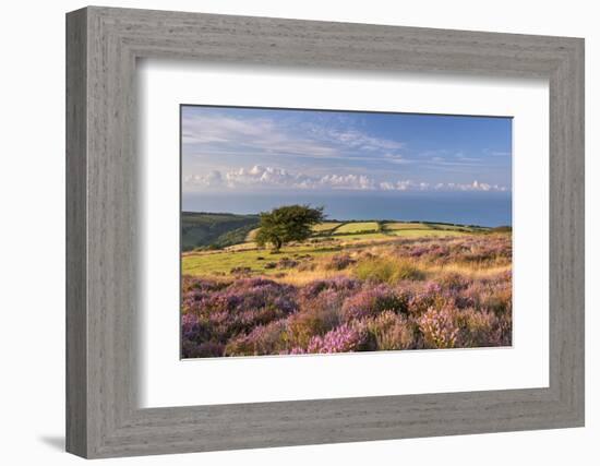 Heather in Flower on Porlock Common, Exmoor National Park, Somerset, England. Summer (August)-Adam Burton-Framed Photographic Print