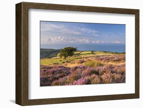 Heather in Flower on Porlock Common, Exmoor National Park, Somerset, England. Summer (August)-Adam Burton-Framed Photographic Print