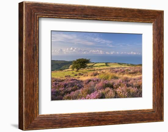 Heather in Flower on Porlock Common, Exmoor National Park, Somerset, England. Summer (August)-Adam Burton-Framed Photographic Print