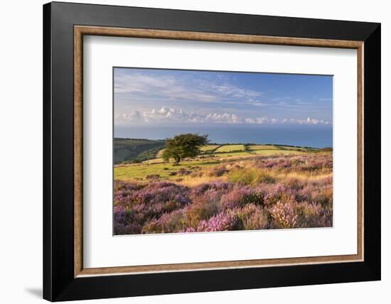 Heather in Flower on Porlock Common, Exmoor National Park, Somerset, England. Summer (August)-Adam Burton-Framed Photographic Print