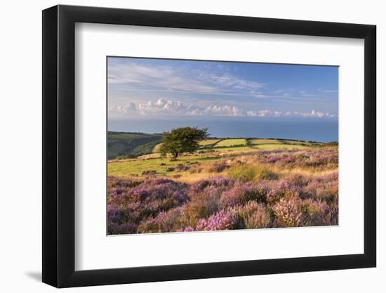 Heather in Flower on Porlock Common, Exmoor National Park, Somerset, England. Summer (August)-Adam Burton-Framed Photographic Print