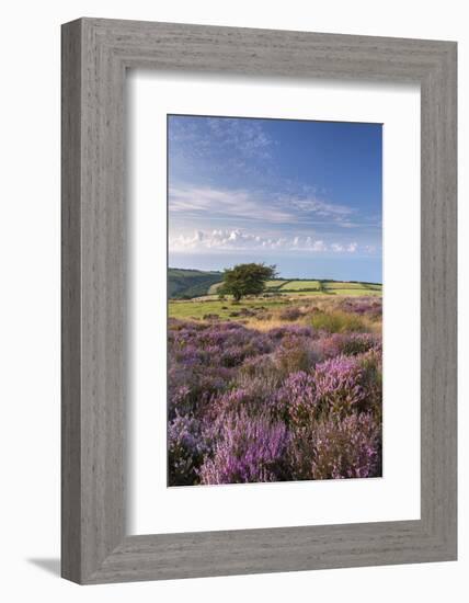 Heather in Flower on Porlock Common, Exmoor National Park, Somerset, England. Summer (August)-Adam Burton-Framed Photographic Print