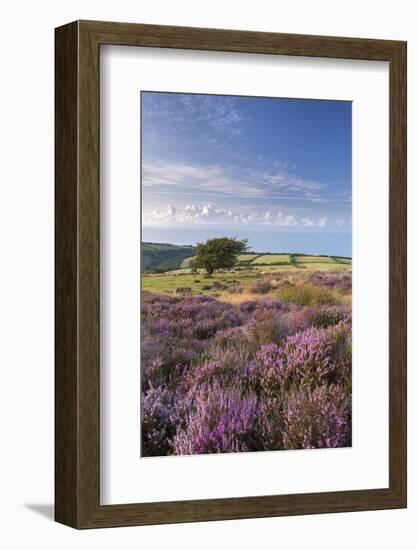 Heather in Flower on Porlock Common, Exmoor National Park, Somerset, England. Summer (August)-Adam Burton-Framed Photographic Print