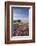 Heather in Flower on Porlock Common, Exmoor National Park, Somerset, England. Summer (August)-Adam Burton-Framed Photographic Print