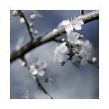 Cherry Blossoms II-Heather Johnston-Giclee Print