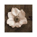 Sepia Dogwoods II-Heather Johnston-Framed Giclee Print