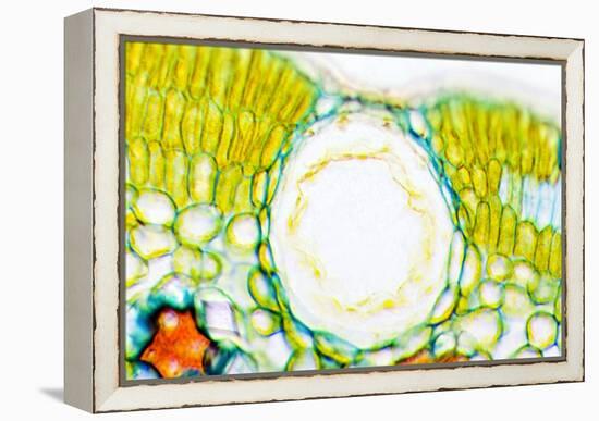 Heather Leaf Stomata, Light Micrograph-Dr. Keith Wheeler-Framed Premier Image Canvas