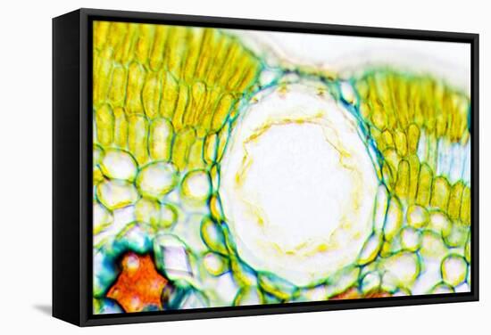 Heather Leaf Stomata, Light Micrograph-Dr. Keith Wheeler-Framed Premier Image Canvas