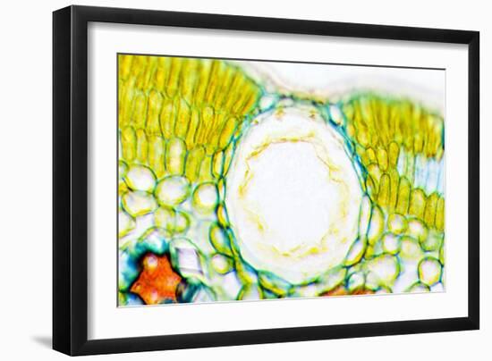 Heather Leaf Stomata, Light Micrograph-Dr. Keith Wheeler-Framed Photographic Print