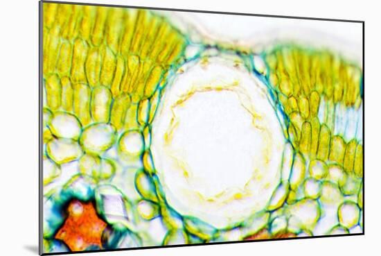 Heather Leaf Stomata, Light Micrograph-Dr. Keith Wheeler-Mounted Photographic Print