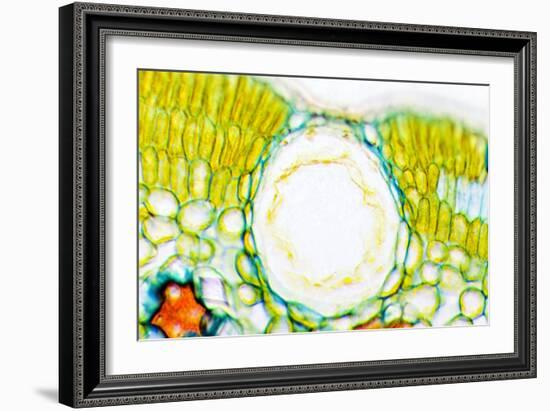 Heather Leaf Stomata, Light Micrograph-Dr. Keith Wheeler-Framed Photographic Print