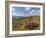 Heather Moorland, Baslow Edge Near Curbar, Peak District National Park, Derbyshire, England, UK-Neale Clarke-Framed Photographic Print