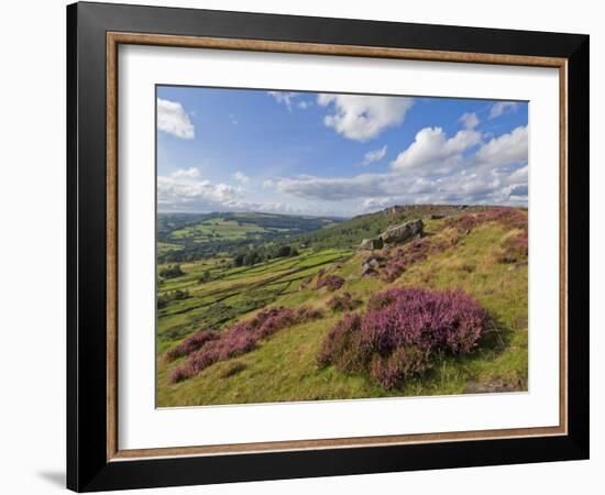 Heather Moorland, Baslow Edge Near Curbar, Peak District National Park, Derbyshire, England, UK-Neale Clarke-Framed Photographic Print