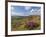 Heather Moorland, Baslow Edge Near Curbar, Peak District National Park, Derbyshire, England, UK-Neale Clarke-Framed Photographic Print