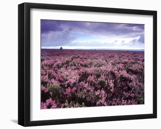 Heather on Moor N Yorkshire England-null-Framed Photographic Print