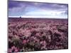 Heather on Moor N Yorkshire England-null-Mounted Photographic Print