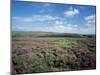 Heather on the Moors, North Yorkshire, England, United Kingdom-Jean Brooks-Mounted Photographic Print