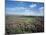 Heather on the Moors, North Yorkshire, England, United Kingdom-Jean Brooks-Mounted Photographic Print