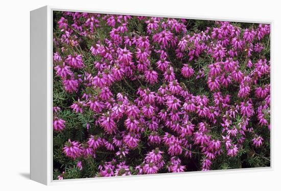 Heather 'Rosalie' Flowers-Adrian Thomas-Framed Premier Image Canvas