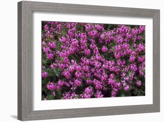 Heather 'Rosalie' Flowers-Adrian Thomas-Framed Photographic Print