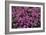 Heather 'Rosalie' Flowers-Adrian Thomas-Framed Photographic Print