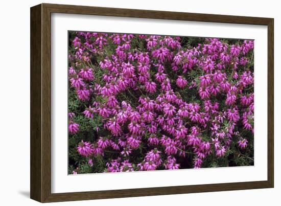 Heather 'Rosalie' Flowers-Adrian Thomas-Framed Photographic Print