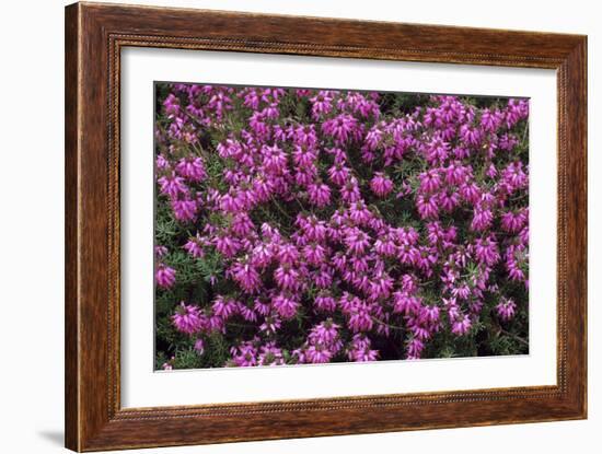 Heather 'Rosalie' Flowers-Adrian Thomas-Framed Photographic Print