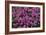 Heather 'Rosalie' Flowers-Adrian Thomas-Framed Photographic Print