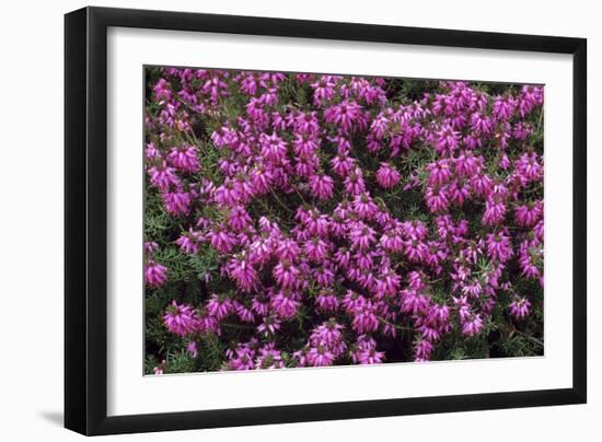 Heather 'Rosalie' Flowers-Adrian Thomas-Framed Photographic Print