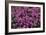 Heather 'Rosalie' Flowers-Adrian Thomas-Framed Photographic Print